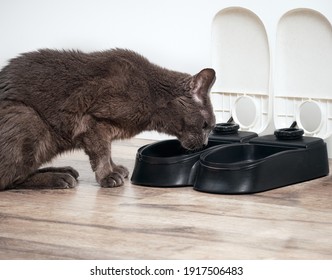 dragons den cat feeder