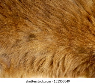 Brown Cat Fur Texture Background Stock Photo 151358849 | Shutterstock