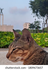 Brown Cat Half Face In The Park