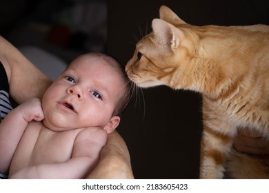 Brown Cat Kissing A Caucasian Newborn Baby With Love And Protection Instinct