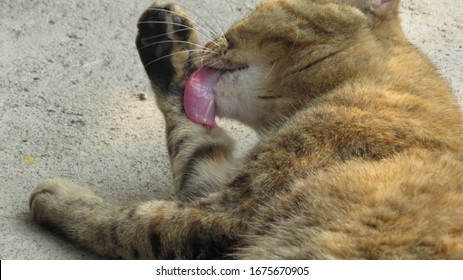 A Brown Cat Licking It Self On Concrete Floor