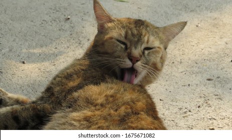 A Brown Cat Licking It Self On Concrete Floor