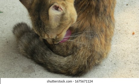 A Brown Cat Licking It Self On Concrete Floor