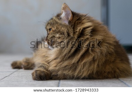 Brown cat with long hair lying on the garden floor, siberian pet