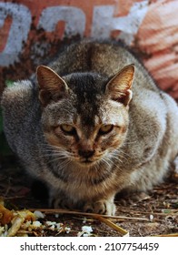 Brown Cat looking at the camera