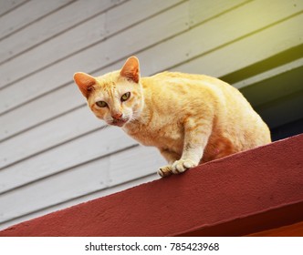 Brown cat looking camera or Close up eyes cat