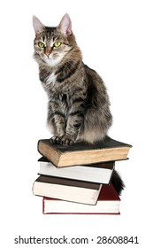 Brown Cat On A Books On White Background