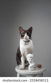 A brown cat on a white chair with David head and a dried flower.
