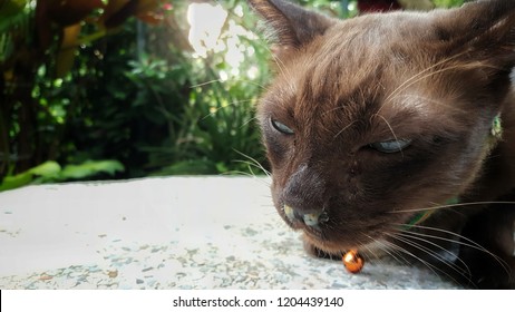 A Brown Cat With A Runny Nose.