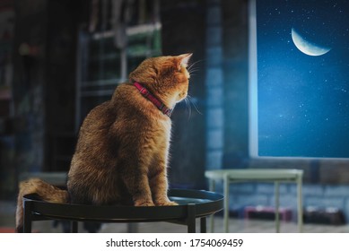 The brown cat sat alone and watched the half of the moon. - Powered by Shutterstock