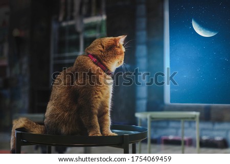 The brown cat sat alone and watched the half of the moon.