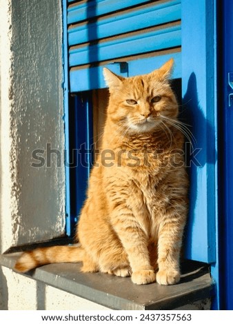 brown cat is sitting on the window sill with open window on a sunny day, shallow DOF