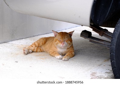 213 Sleeping under vehicle Images, Stock Photos & Vectors | Shutterstock