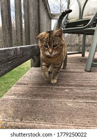 Brown Cat Walking Towards Camera