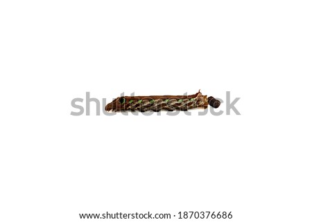 Brown caterpillar are excreting waste products from the body isolated on white background with clipping path. Stock photo © 