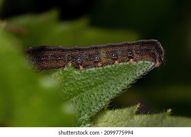 Spodoptera Images, Stock Photos & Vectors 