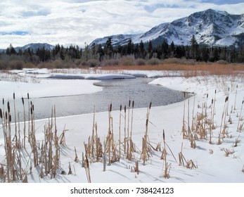 Brown cat-o'-nine-tails in snow along a stream; in front of the snow-covered mountains during winter.