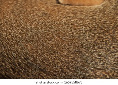 Brown Cat's Fur Background Cat Hair Texture Close Up Background Concept For Background, Textures And Wallpaper Fur Cat, Hair Cat Domestic Animal Wool Texture With Copyspace Cat Fur Pattern.