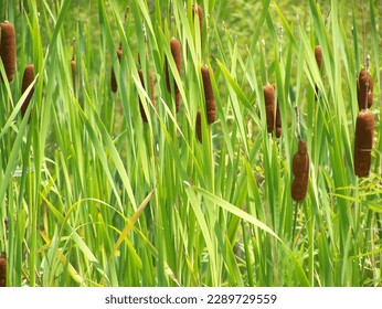 Brown cattails growing wildly in the tall, bright green marsh grass on a summer day.