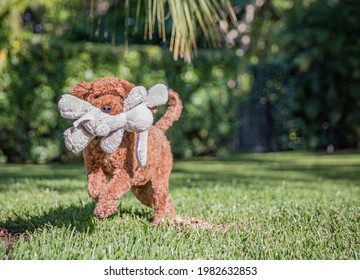 A brown cavapoo dog running in the grass with a stuffed toy in its mouth.