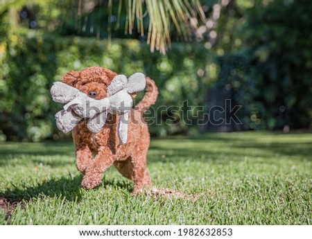 A brown cavapoo dog running in the grass with a stuffed toy in its mouth.
