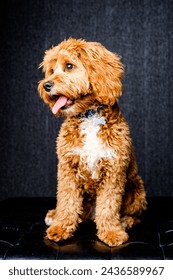 brown Cavapoo dog in studio 