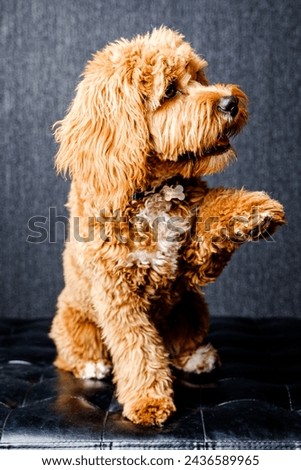 brown Cavapoo dog in studio 