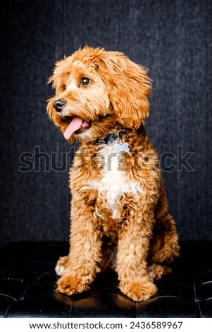 brown Cavapoo dog in studio 
