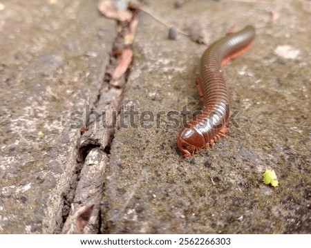 brown centipede crawler at morning 