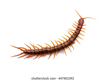 Brown Centipede Danger Toxic Arthropod Insect Stock Photo 447401392 ...