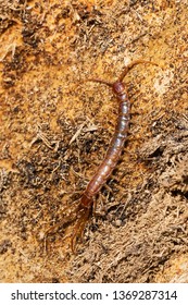 A Brown Centipede walking over decomposing wood. Also known as a Stone Centipede and is an invasive insect from Europe. Taylor Creek Park, Toronto, Ontario, Canada.