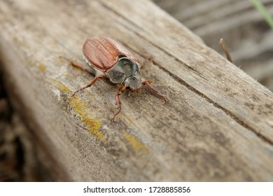 4,391 Brown Chafer Images, Stock Photos & Vectors 