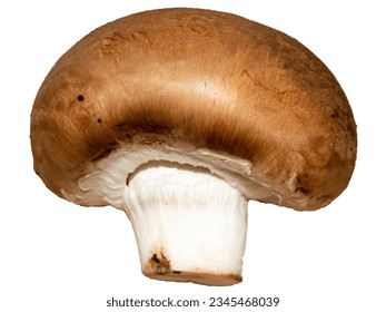 Brown champignon on a white background. One mushroom brown champignon. One brown champignon. Nature fungi. Food mushroom champignon - Shutterstock ID 2345468039