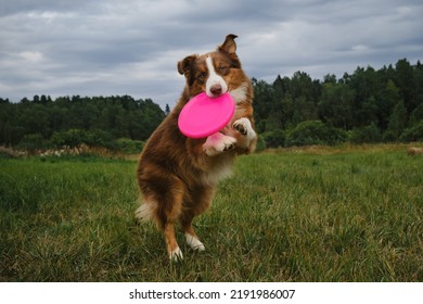 Brown cheerful Australian Shepherd jumps and catches flying disc with teeth. Front view. Funny surprised dog face. Sports with pet outdoors outside. Aussie playing with frisbee plate.