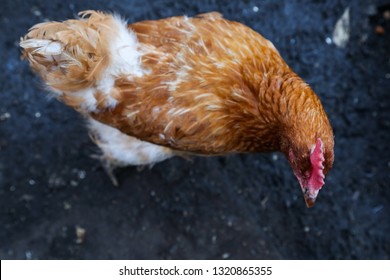 Brown Chicken Aerial View 