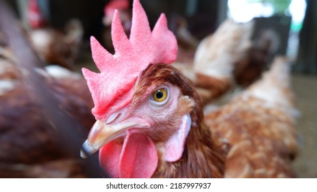 A Brown Chicken With A Beautiful Large Pink Crest And Fierce Eyes.