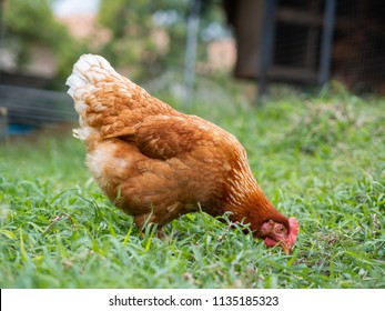 Brown chicken eating food on the grass floor. Farming & Pet Concept. - Shutterstock ID 1135185323