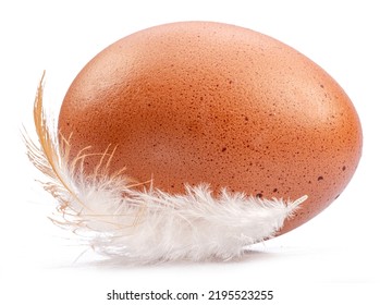 Brown Chicken Egg And Chicken Feather Isolated On White Background.