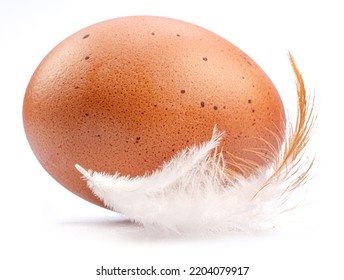 Brown Chicken Egg And Chicken Feather Isolated On White Background.