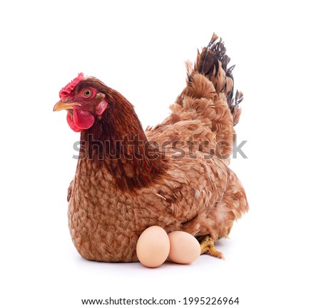 Brown chicken with an egg isolated on a white background.