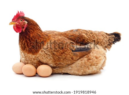Brown chicken with eggs isolated on a white background.