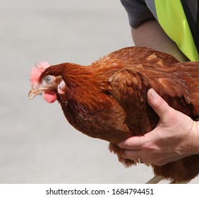 brown-chicken-farm-hen-being-260nw-1684794451.jpg