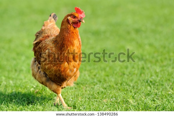草で覆われたフィールの茶色の鶏 の写真素材 今すぐ編集
