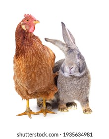 Brown chicken with a gray rabbit  isolated on a white background.