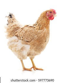 Brown chicken isolated on a white background.