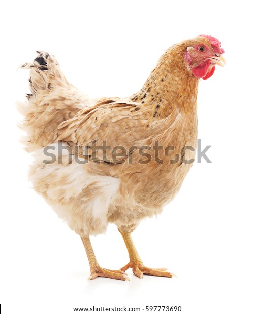 白い背景に茶色の鶏 の写真素材 今すぐ編集