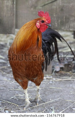 Similar – Image, Stock Photo Beautiful rooster on nature background