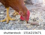 brown chicken pecking grain on a farm, close up