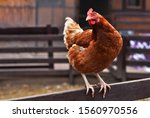 Brown chicken sitting on the hen roost looking to the left outside on the courtyard farm. House country bird domestic animal breeding, aviculture and animal husbandry concept