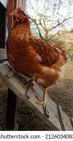 A Brown Chicken Is Standing In Entrance Of The Hen House, Chicken Coop. Photo In Winter